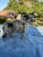 Cheyenne, a female Miniature Aussiedoodle for sale in Weatherford, TX – 2 of 5