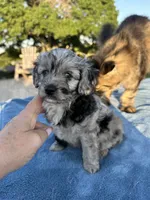 Pendleton , a female Miniature Aussiedoodle for sale in Weatherford, TX – 4 of 4