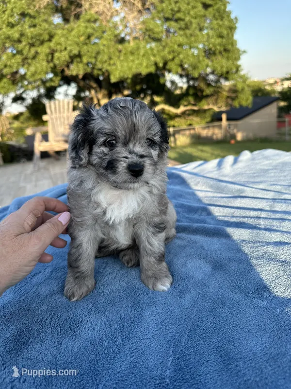 Cheyenne – Miniature Aussiedoodle puppy for sale in Weatherford, TX