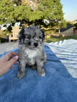 Cheyenne, a female Miniature Aussiedoodle for sale in Weatherford, TX – 1 of 5