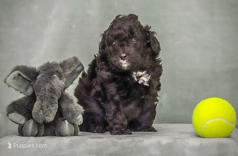Cody – Miniature Aussiedoodle puppy for sale in Weatherford, TX