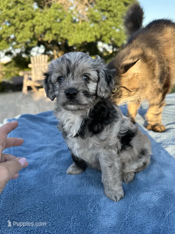 Pendleton  – Miniature Aussiedoodle puppy for sale in Weatherford, TX