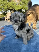 Pendleton , a female Miniature Aussiedoodle for sale in Weatherford, TX – 1 of 4