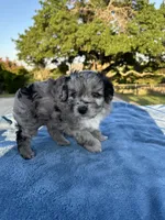 Cheyenne, a female Miniature Aussiedoodle for sale in Weatherford, TX – 3 of 5