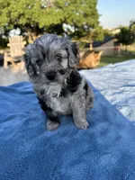 Pendleton , a female Miniature Aussiedoodle for sale in Weatherford, TX – 3 of 4