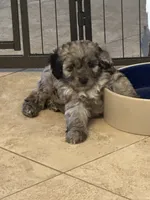 Cheyenne, a female Miniature Aussiedoodle for sale in Weatherford, TX – 4 of 5