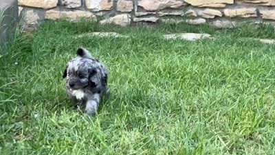 Pecos, a male Miniature Aussiedoodle for sale in Weatherford, TX – 2 of 2