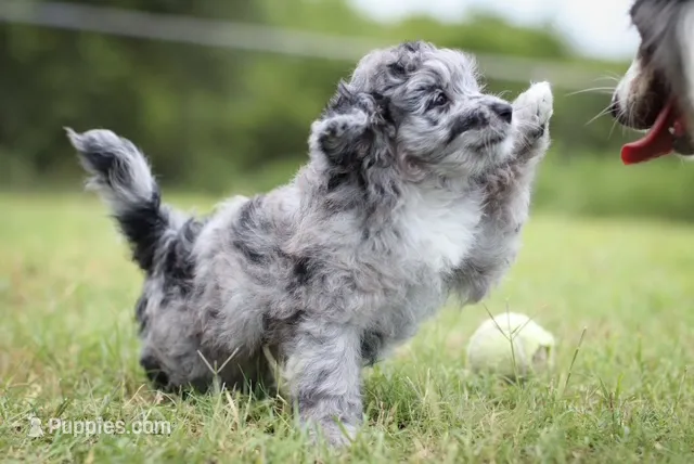 Cheyenne – Miniature Aussiedoodle puppy for sale in Weatherford, TX