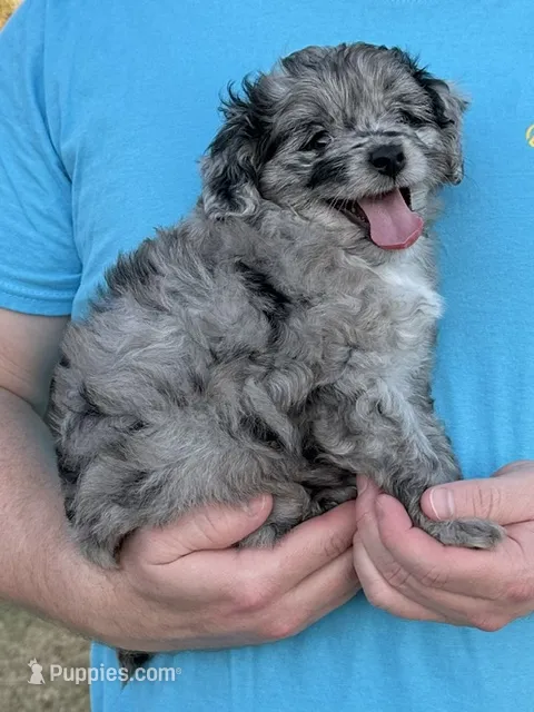 Cheyenne – Miniature Aussiedoodle puppy for sale in Weatherford, TX