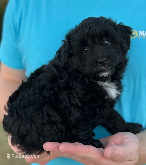 Cody – Miniature Aussiedoodle puppy for sale in Weatherford, TX