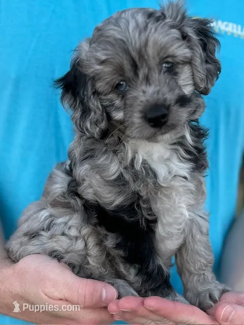 Pendleton  – Miniature Aussiedoodle puppy for sale in Weatherford, TX
