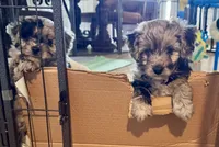 Pendleton , a female Miniature Aussiedoodle for sale in Weatherford, TX – 2 of 4