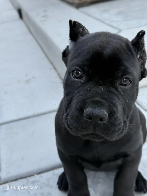 Pink Collar – Cane Corso puppy for sale in Murrieta, CA
