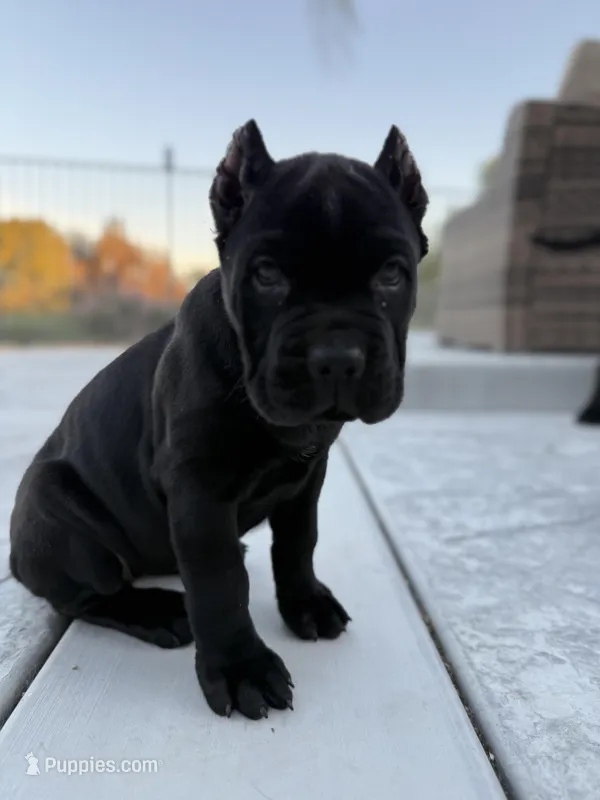 Red Collar – Cane Corso puppy for sale in Murrieta, CA