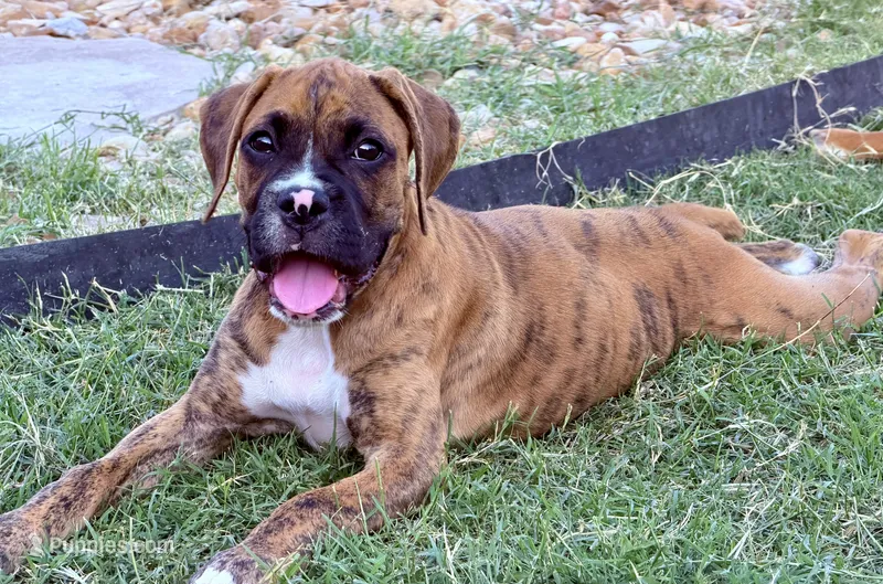 Peach – Boxer puppy for sale in New Braunfels, TX