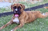 Peach, a female Boxer for sale in New Braunfels, TX – 1 of 3