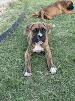 Peach, a female Boxer for sale in New Braunfels, TX – 3 of 3