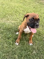 Twin, a female Boxer for sale in New Braunfels, TX – 1 of 3