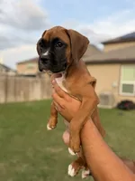 Six, a female Boxer for sale in New Braunfels, TX – 2 of 3