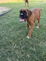 Six, a female Boxer for sale in New Braunfels, TX – 3 of 3