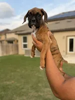 Twin, a female Boxer for sale in New Braunfels, TX – 3 of 3