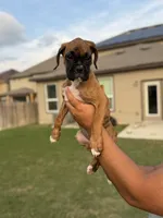 Twin, a female Boxer for sale in New Braunfels, TX – 2 of 3