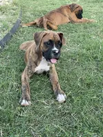 Peach, a female Boxer for sale in New Braunfels, TX – 2 of 3