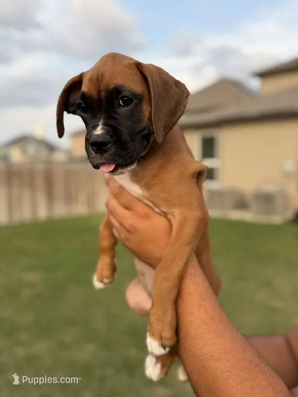 Six – Boxer puppy for sale in New Braunfels, TX