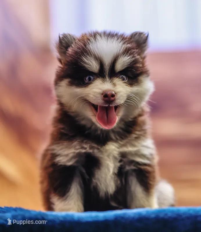 Twix – Pomsky puppy for sale in Deer Grove, IL