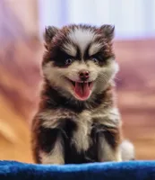 Twix, a male Pomsky for sale in Deer Grove, IL – 1 of 8