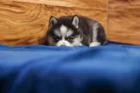 Blossom, a female Pomsky for sale in Deer Grove, IL – 2 of 5