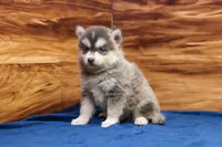 Frosty, a male Pomsky for sale in Deer Grove, IL – 5 of 5