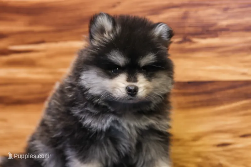 Teddy – Pomsky puppy for sale in Deer Grove, IL
