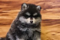 Teddy, a male Pomsky for sale in Deer Grove, IL – 1 of 5