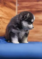 Diamond, a female Pomsky for sale in Deer Grove, IL – 4 of 6