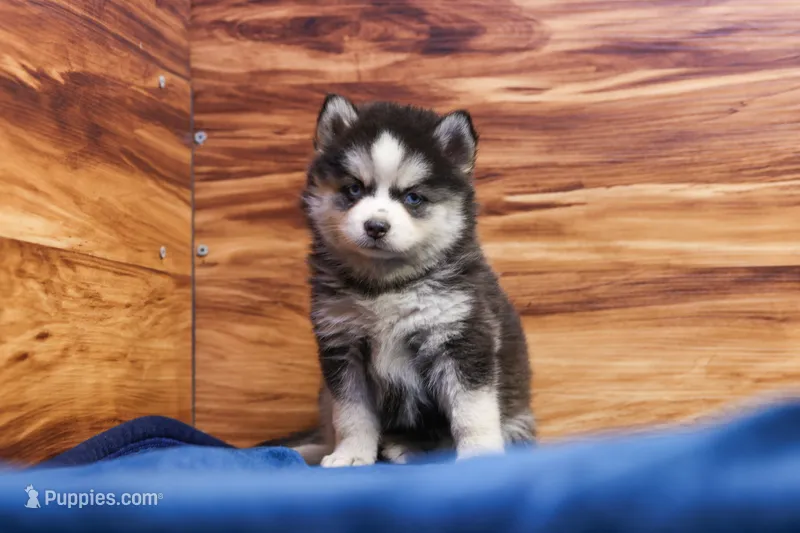 Blossom – Pomsky puppy on hold in Deer Grove, IL