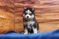 Blossom, a female Pomsky for sale in Deer Grove, IL – 1 of 5