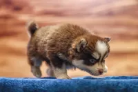 Twix, a male Pomsky for sale in Deer Grove, IL – 5 of 8