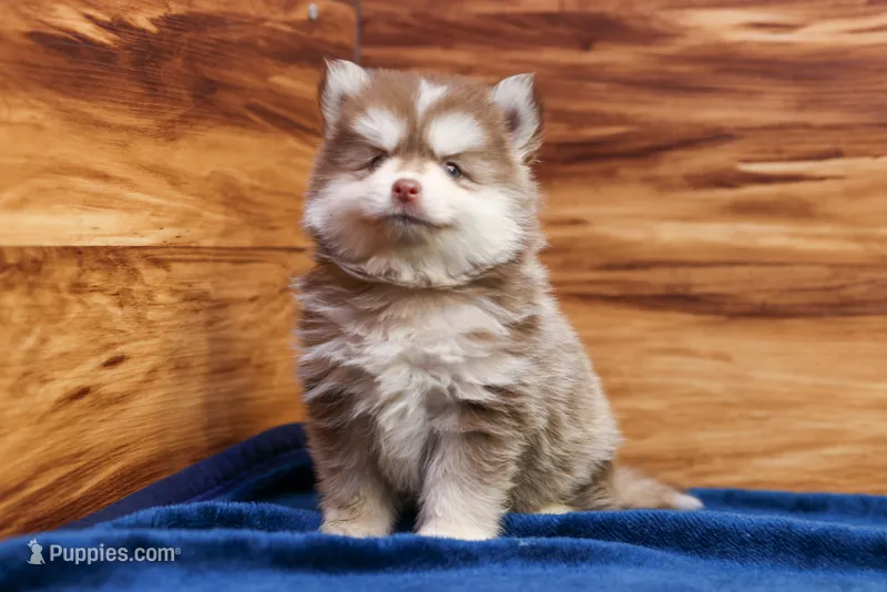 Prince – Pomsky puppy for sale in Deer Grove, IL