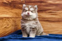 Prince, a male Pomsky for sale in Deer Grove, IL – 1 of 8