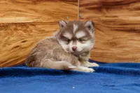 Prince, a male Pomsky for sale in Deer Grove, IL – 5 of 8