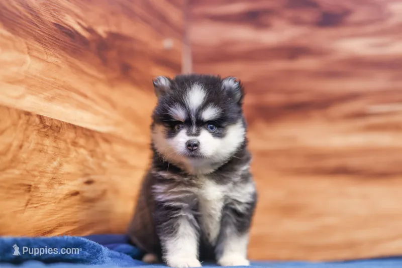 Diamond – Pomsky puppy for sale in Deer Grove, IL