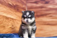Diamond, a female Pomsky for sale in Deer Grove, IL – 1 of 6