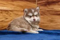 Prince, a male Pomsky for sale in Deer Grove, IL – 8 of 8