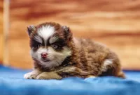 Twix, a male Pomsky for sale in Deer Grove, IL – 8 of 8