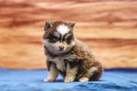 Twix, a male Pomsky for sale in Deer Grove, IL – 2 of 8