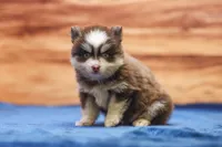Twix, a male Pomsky for sale in Deer Grove, IL – 7 of 8