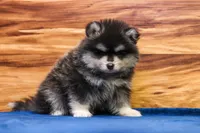 Teddy, a male Pomsky for sale in Deer Grove, IL – 4 of 5