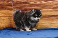 Teddy, a male Pomsky for sale in Deer Grove, IL – 5 of 5