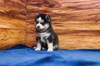 Blossom, a female Pomsky for sale in Deer Grove, IL – 3 of 5